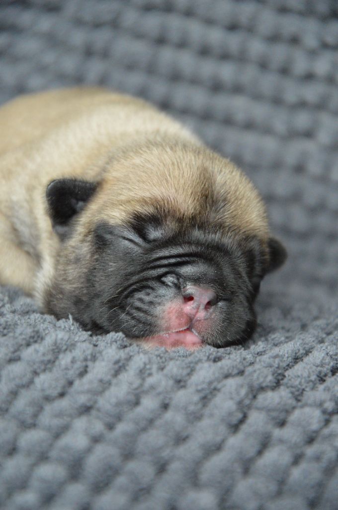 Yeba's Lucky Star - Chiots disponibles - Bouledogue français