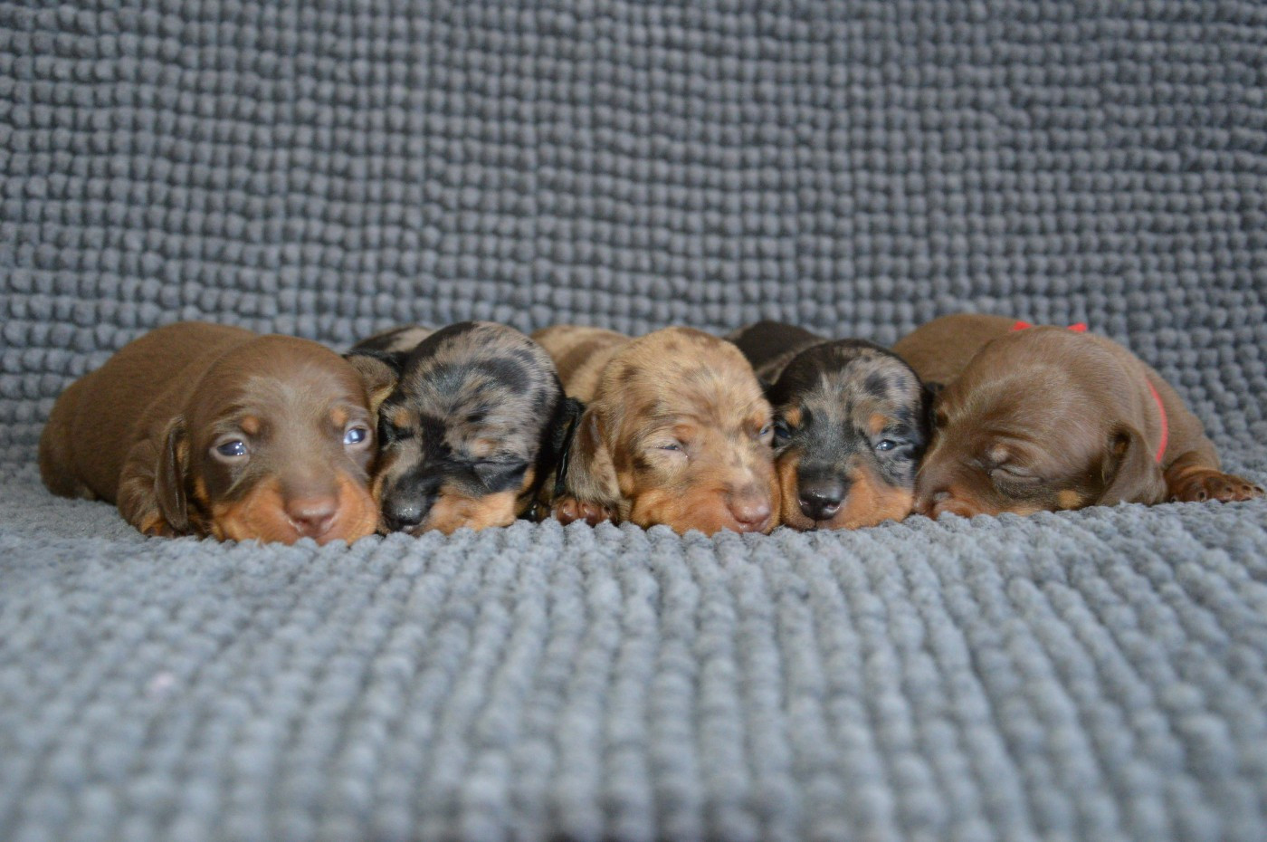 Chiot Teckel poil ras Yeba's Lucky Star