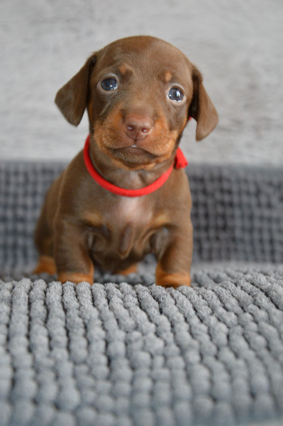 Yeba's Lucky Star - Chiots disponibles - Teckel poil ras