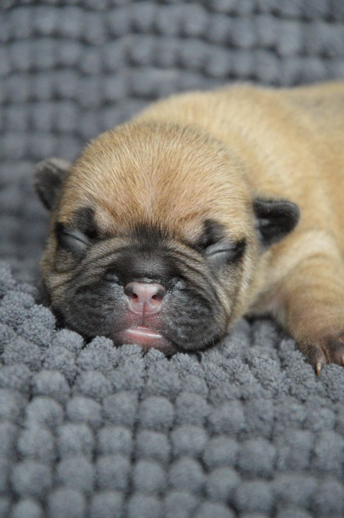 Yeba's Lucky Star - Chiots disponibles - Bouledogue français