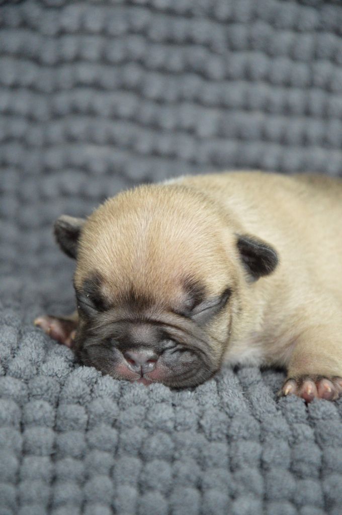 Yeba's Lucky Star - Chiots disponibles - Bouledogue français