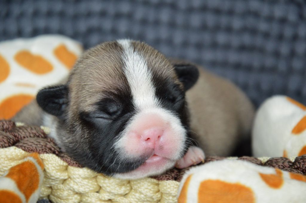 Yeba's Lucky Star - Chiots disponibles - Bouledogue français