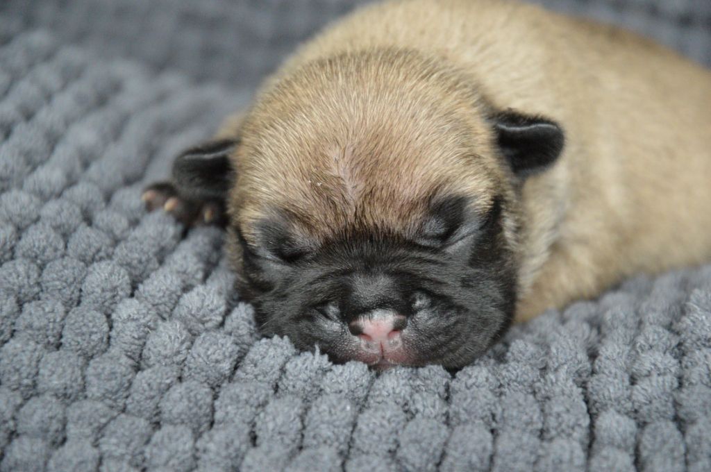 Yeba's Lucky Star - Chiots disponibles - Bouledogue français