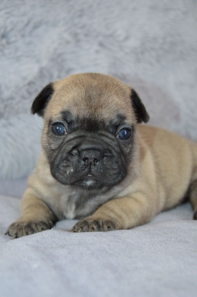 Yeba's Lucky Star - Chiots disponibles - Bouledogue français