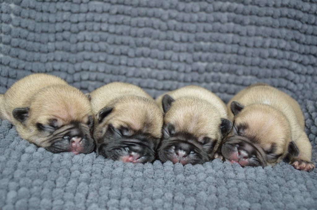Chiot Bouledogue français Yeba's Lucky Star