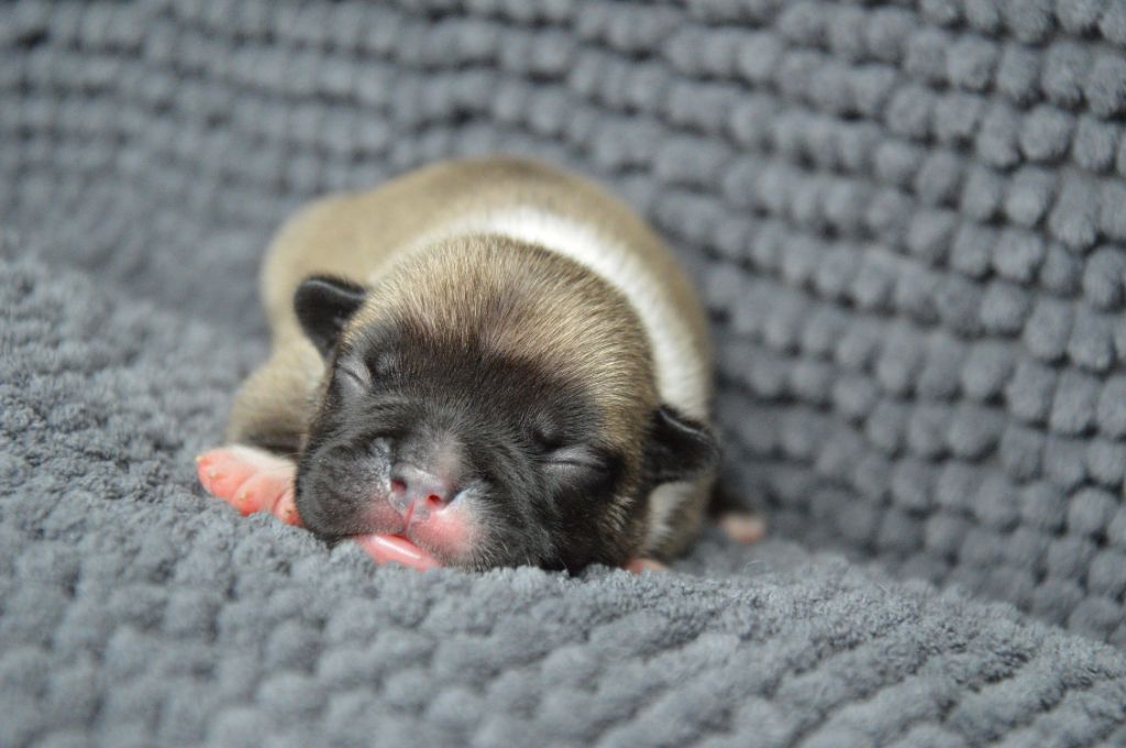 Yeba's Lucky Star - Chiots disponibles - Bouledogue français