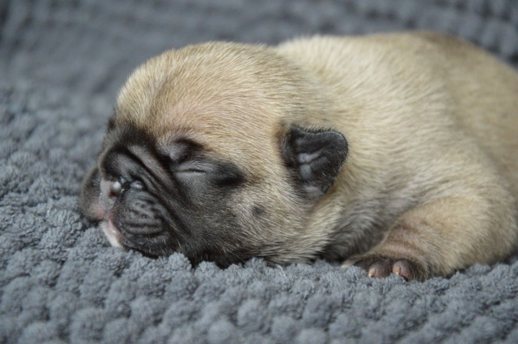 Yeba's Lucky Star - Chiots disponibles - Bouledogue français